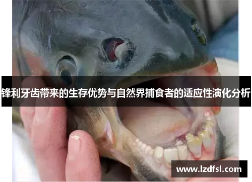 锋利牙齿带来的生存优势与自然界捕食者的适应性演化分析